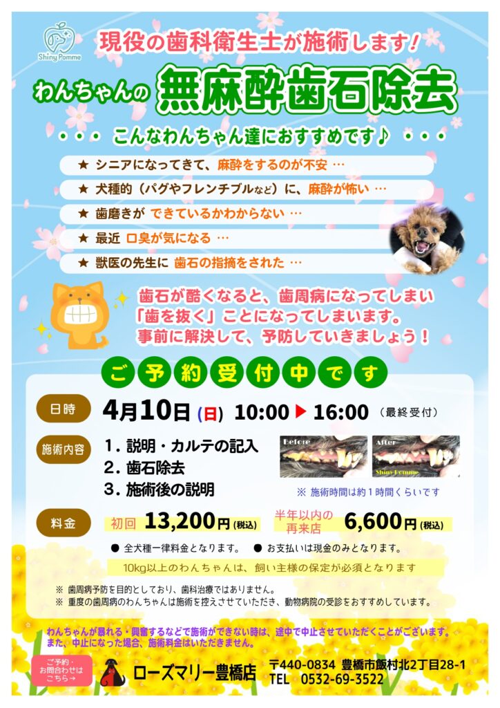 大好評 無麻酔歯石取りを開催します ローズマリー 豊橋店 岡崎大樹寺店 一宮店
