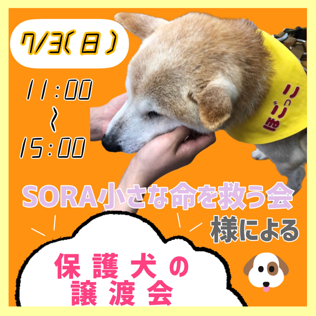 保護犬譲渡会 ローズマリー 豊橋店 岡崎大樹寺店 一宮店